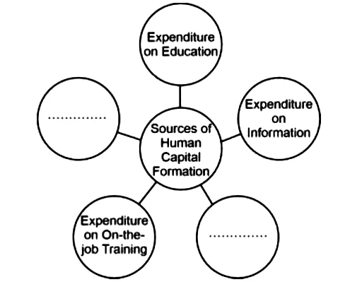 Sources of Human Capital Formation